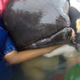 The pilot whale was found in distress in a canal in Songkhla, Thailand.